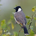 White-eared Bulbul - Photo (c) Saurabh Agrawal, some rights reserved (CC BY-NC), uploaded by Saurabh Agrawal