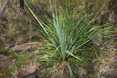 Pandanus brookei
