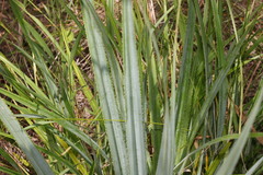 Pandanus brookei