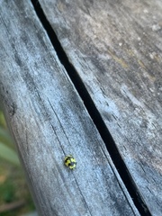 Illeis galbula