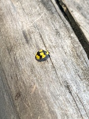 Illeis galbula