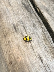 Illeis galbula