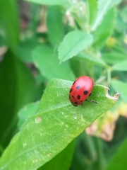 Gonioctena fornicata
