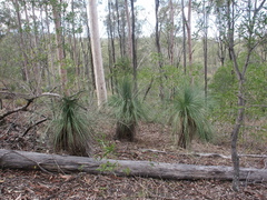 Xanthorrhoea glauca