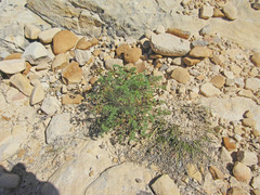 Lomatium scabrum