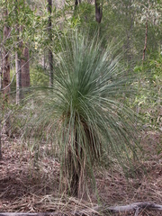 Xanthorrhoea glauca