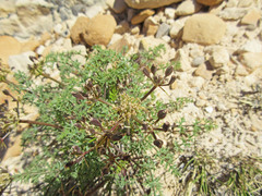 Lomatium scabrum