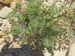 Lomatium scabrum