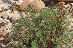 Lomatium scabrum