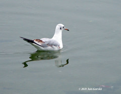 Chroicocephalus ridibundus
