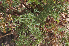 Lomatium scabrum