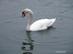Cygnus olor