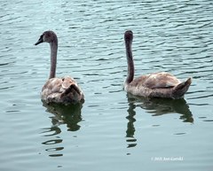 Cygnus olor