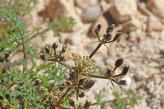 Lomatium scabrum