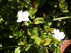 Epilobium macropus