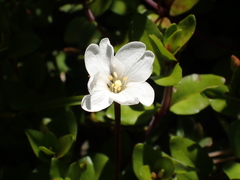 Epilobium macropus