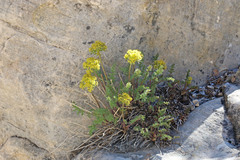 Lomatium scabrum