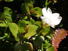 Epilobium macropus