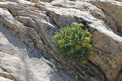 Lomatium scabrum