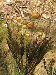 Epidendrum arachnoglossum