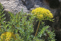 Lomatium scabrum