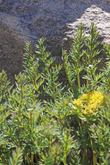 Lomatium scabrum