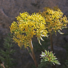 Lomatium scabrum