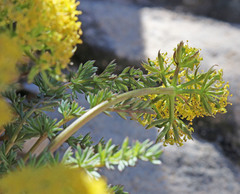 Lomatium scabrum