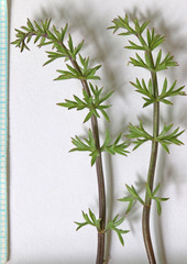 Lomatium scabrum