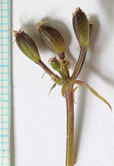 Lomatium scabrum