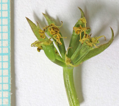 Lomatium scabrum