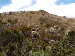 Espeletia conglomerata