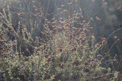 Eriogonum fasciculatum foliolosum