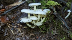 Hygrophorus nothofagi