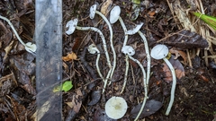 Hygrophorus nothofagi