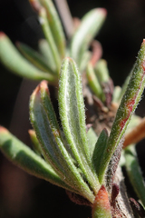 Eriogonum fasciculatum foliolosum