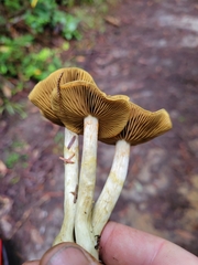 Leprocybe