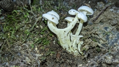 Hygrophorus nothofagi