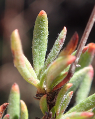 Eriogonum fasciculatum foliolosum
