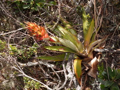 Tillandsia turneri