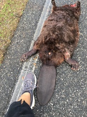 Castor canadensis carolinensis