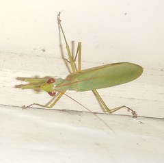 Trachymantis dentifrons