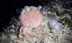 Exopalicus maculatus