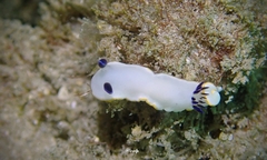 Ardeadoris scottjohnsoni