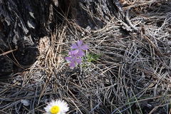 Phlox woodhousei