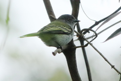 Myiopagis caniceps