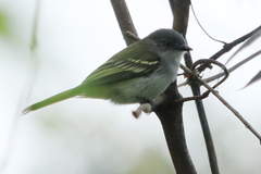 Myiopagis caniceps