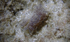 Pilodius areolatus