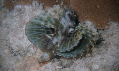 Dendrochirus barberi