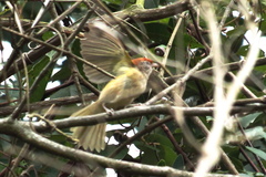 Hylophilus amaurocephalus